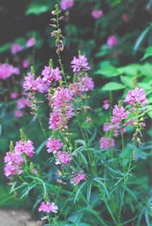 Sidalcea